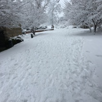 NASHVILLE SNOW (I had to get out and run in it!)